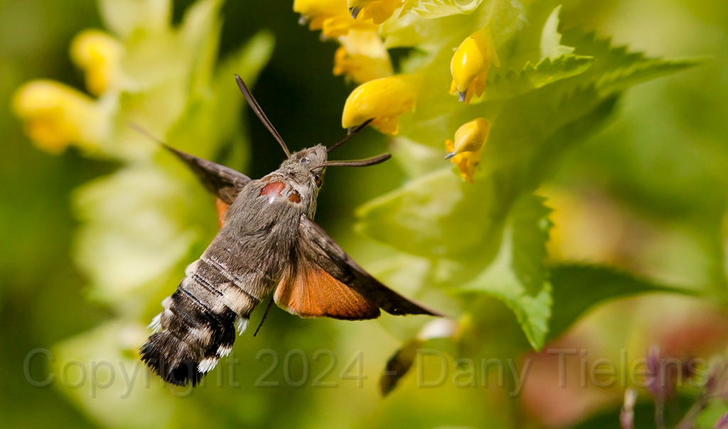 Kolibrievlinder- 01.jpg